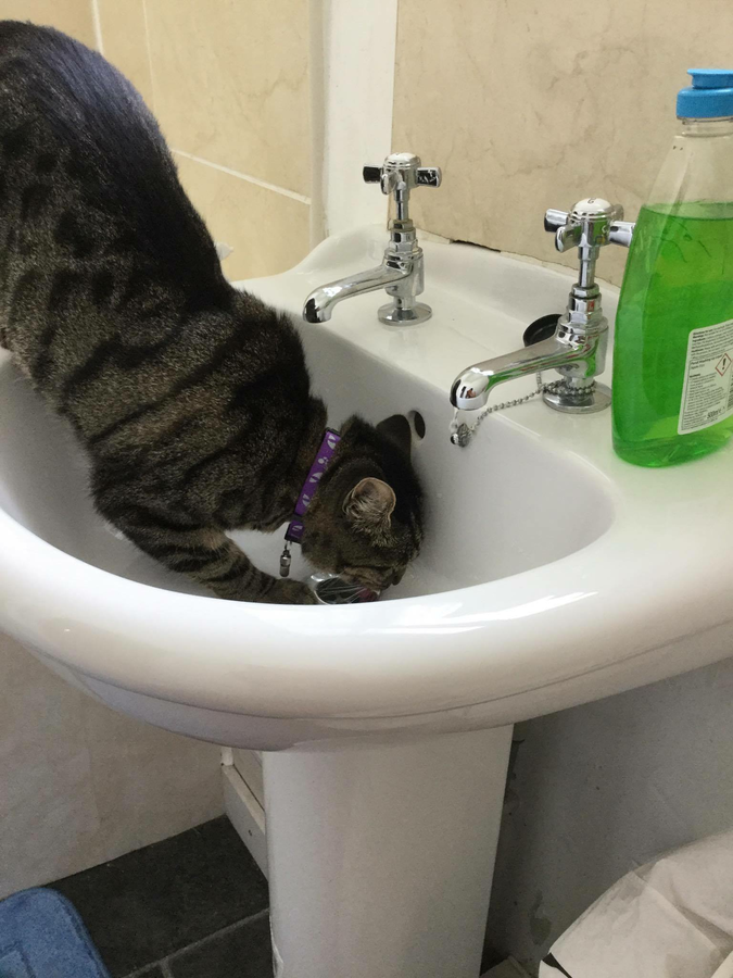 Drinking from the sink.png