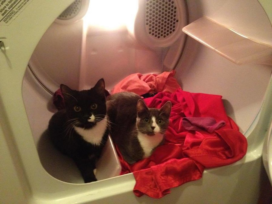 dryer kittens.jpg