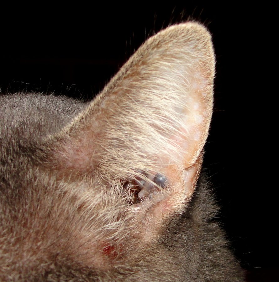 Ticks On Cats Ears toxoplasmosis