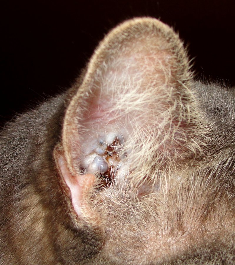 Black Specks On Cat Ears toxoplasmosis