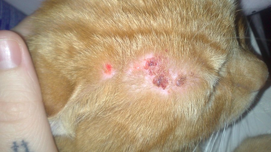 My Cat Has Scabs On His Back