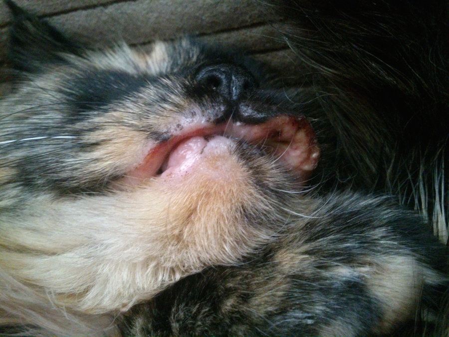 What's wrong with my cat's mouth/lip? TheCatSite