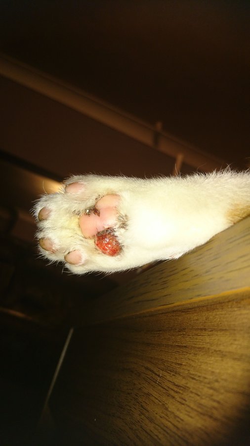 Help! My cats paw pad is | TheCatSite