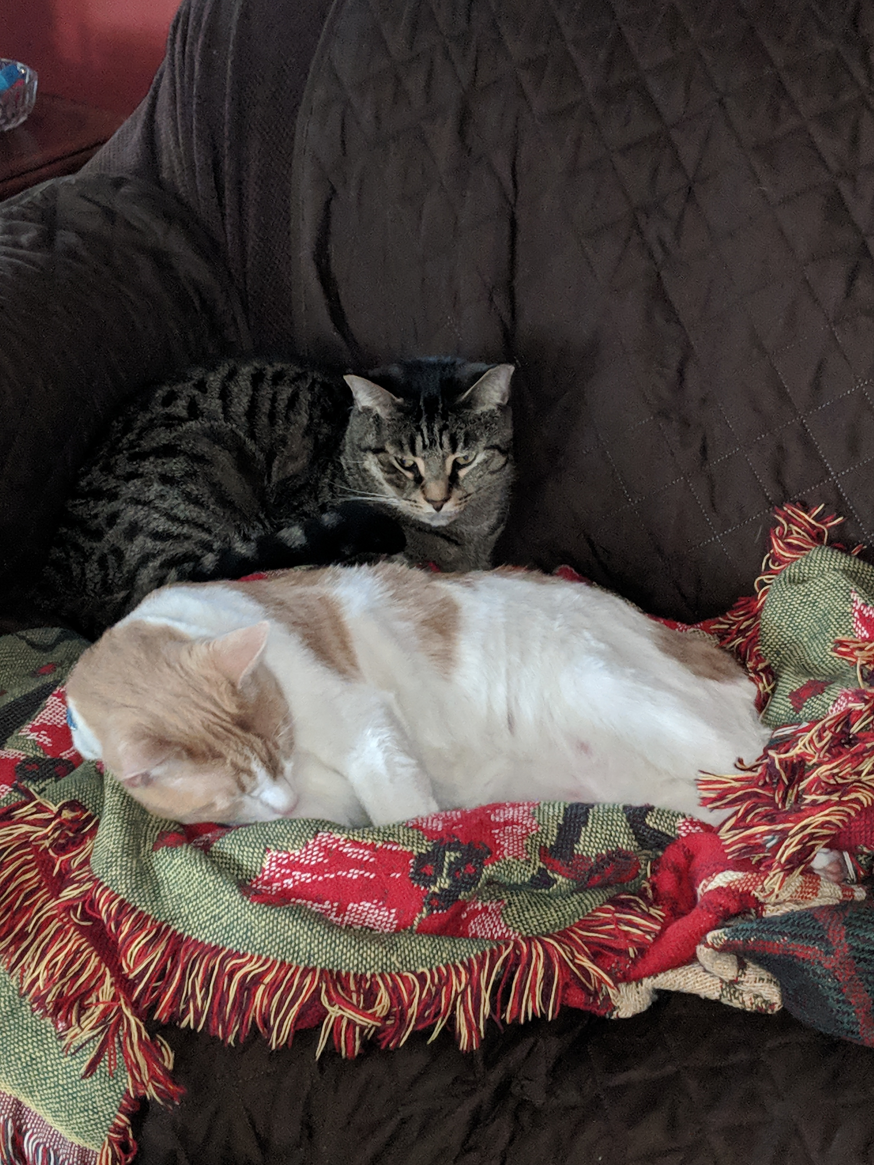Duncan & Barry Napping