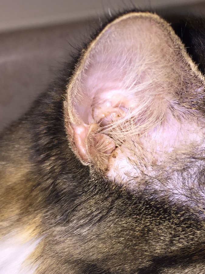 Earwax In Cats toxoplasmosis