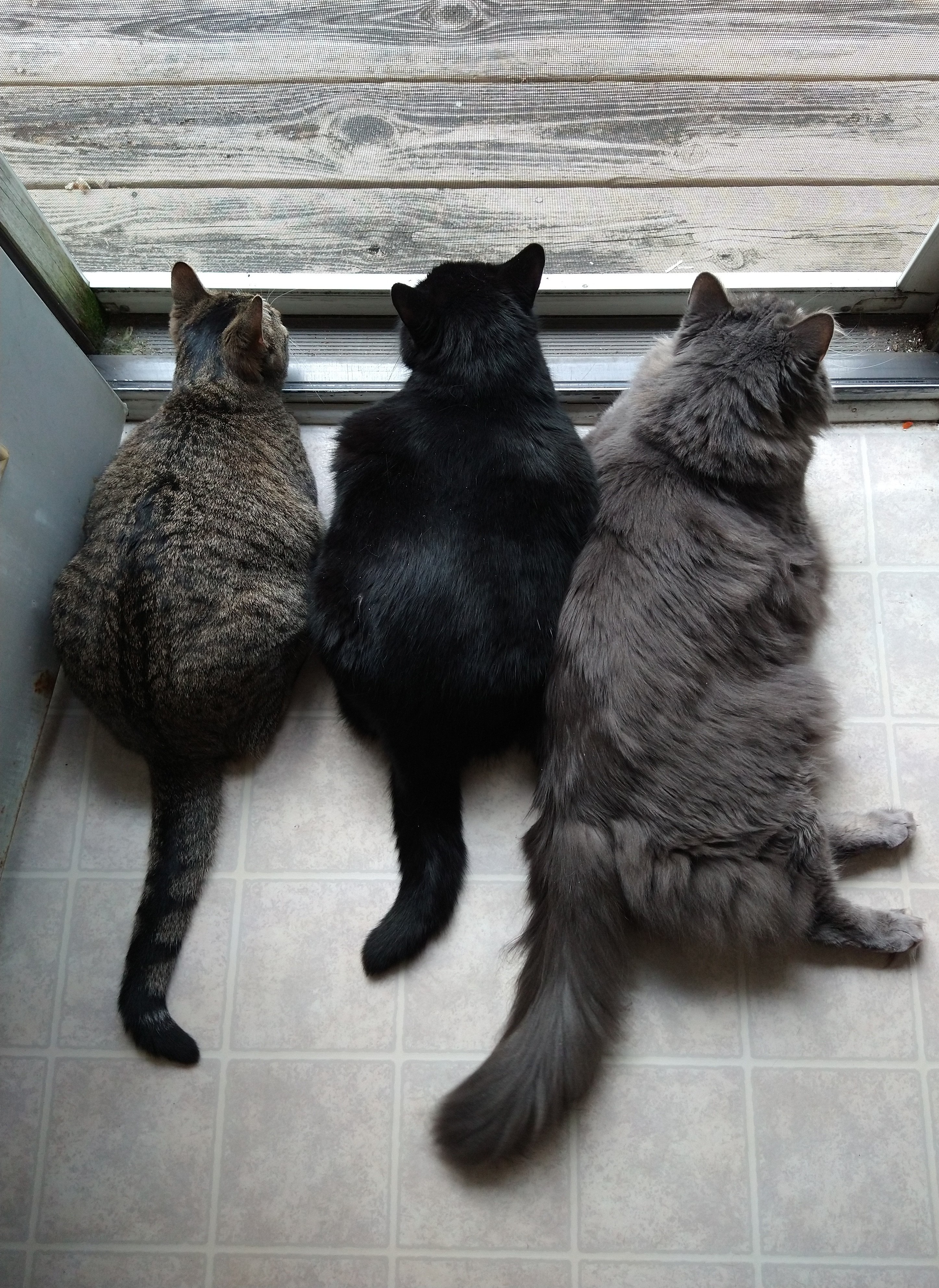 Evie, Shadow, and Moose