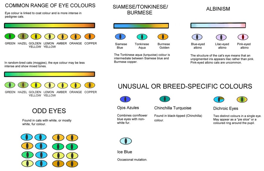 Eye Color Chart What Is Your Babies Color Thecatsite,Serpae Tetra Fry