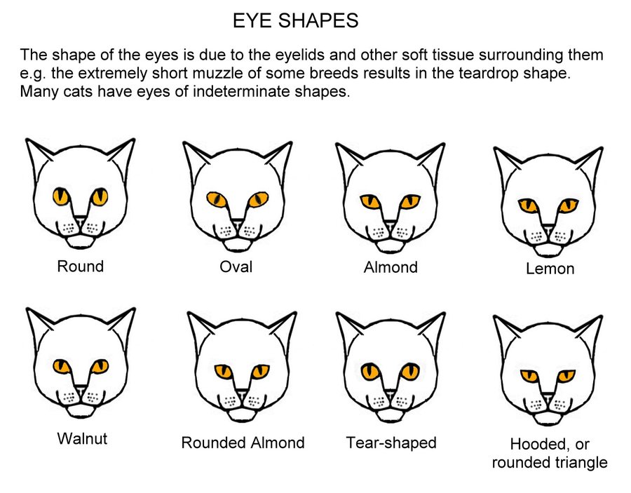 eye-shapes.jpeg
