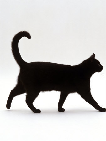 facts-about-cat-cat-walk.jpg