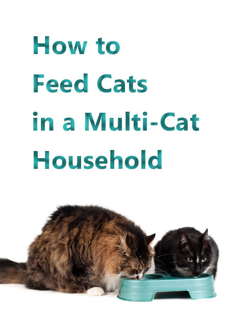feed-cats-multicat-househol.jpg