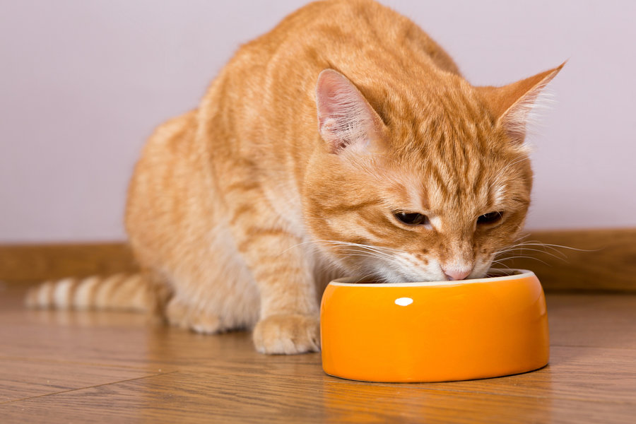 First time cat owner guide: What to feed
