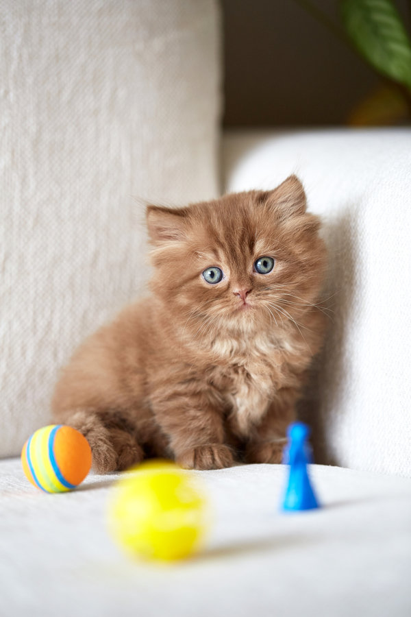 First-time Cat Owner's Guide: Playing and toys