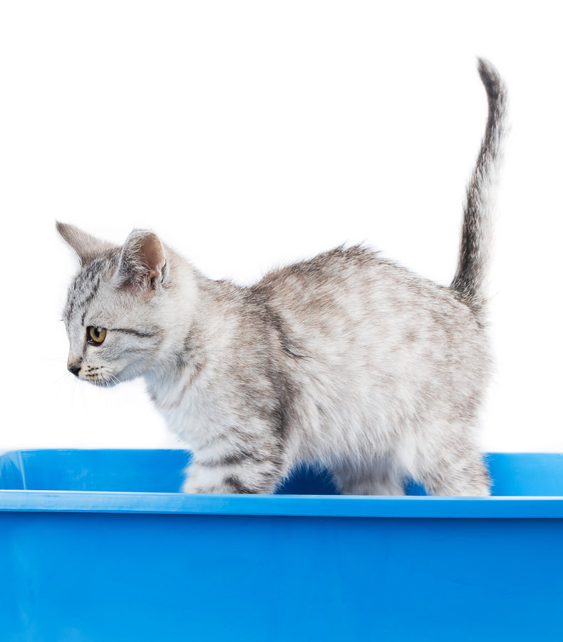 First-time Cat Owner's Guide: The litterbox