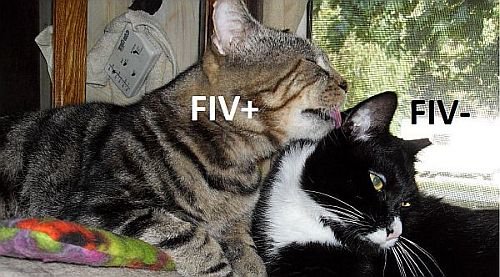 FIV- Billy FIV+ Chumley cover Laurie.jpg