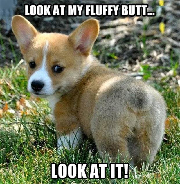 fluffy butt.jpg