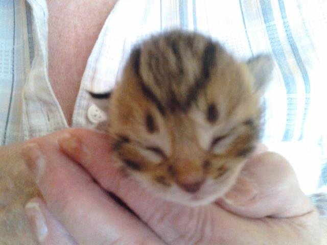 Forgotten Feral Feline kitten boy red face.jpg