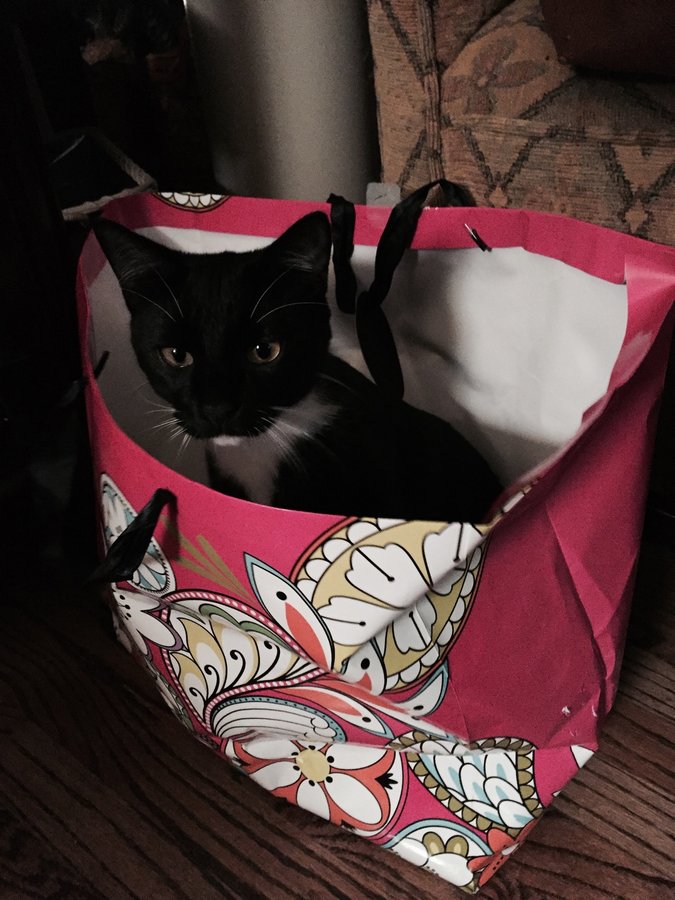 FullSizeRende - Domino in a gift bag.jpg