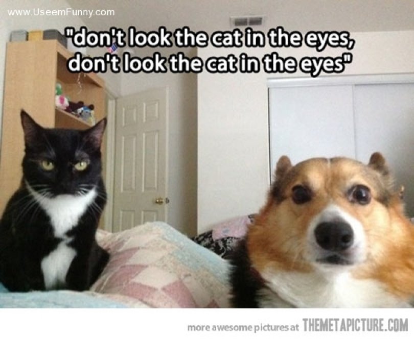 funny-cat-dog-awkward-look.jpg