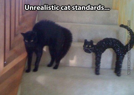 funny-cat-halloween-standards.jpg