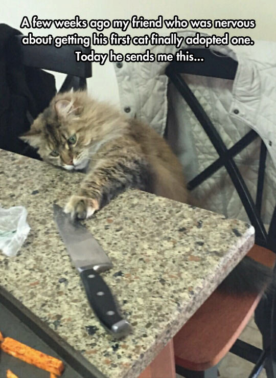 funny-cat-knife-kitchen-playing.jpg
