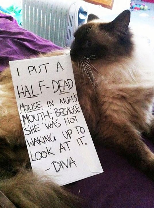 funny-cat-shaming-Diva-mouse-sign.jpg
