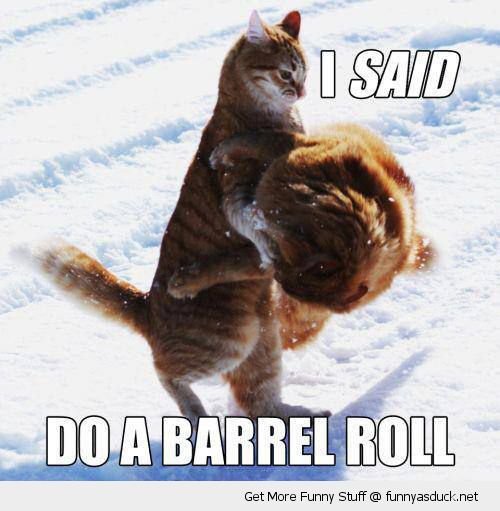 funny-do-barrel-roll-cats-fighting-snow-pics.jpg