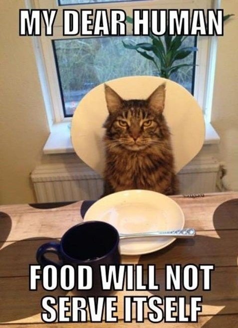funny-picture-cat-food-human.jpg