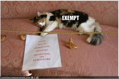 funny-pictures-cat-is-exempt-from-m_zpsspdg3y9g.jp