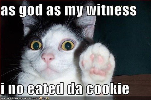 funny-pictures-testify-cat_thumb.jpg