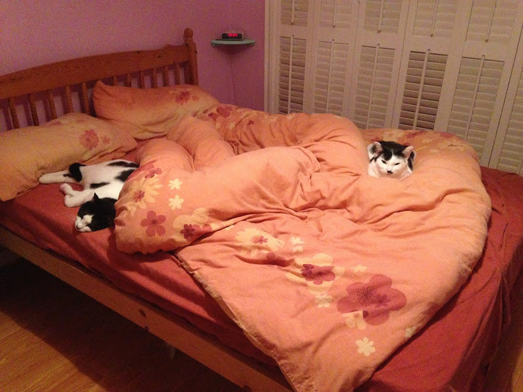 Fuzzy and Pierre on bed.JPG