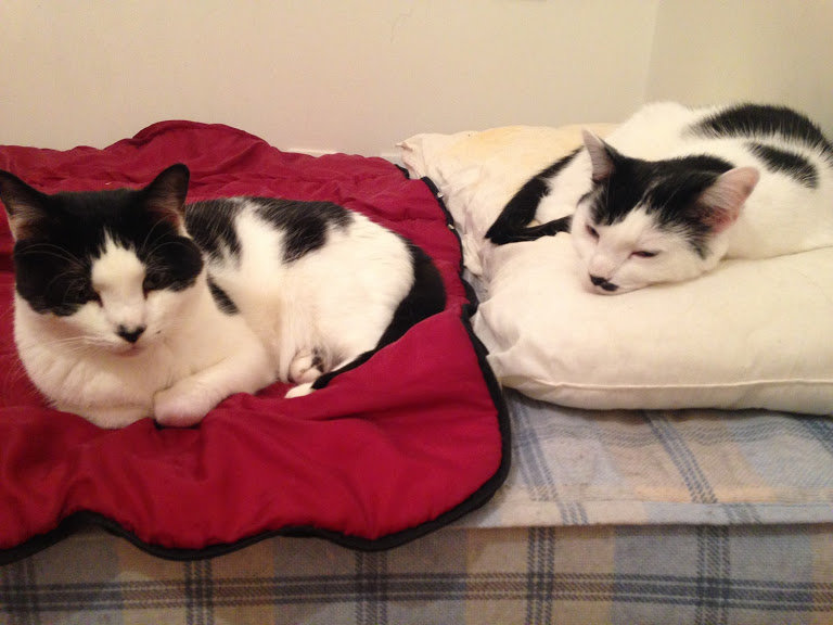 Fuzzy and Pierre on spare bed.JPG