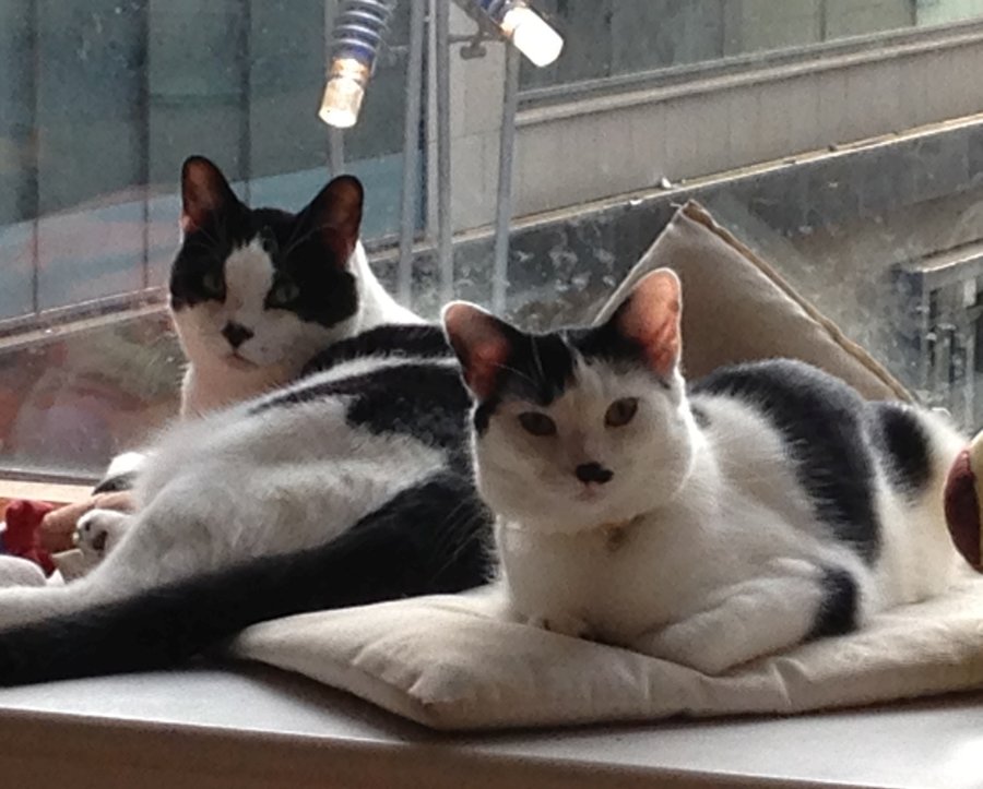 Fuzzy and Pierre on windowsill.jpg
