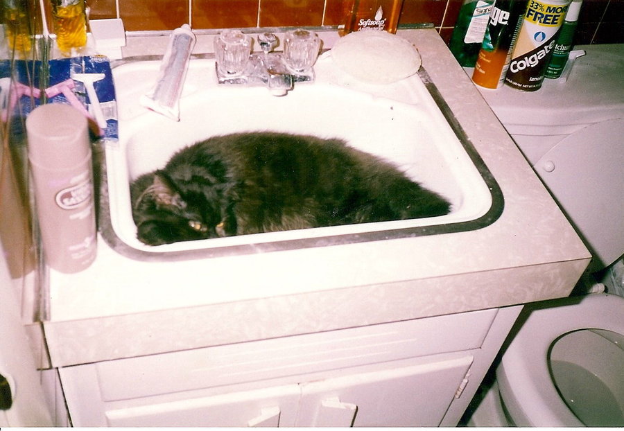 Fuzzy in Sink.jpg