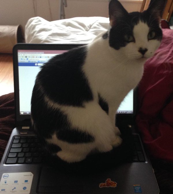 Fuzzy sitting on keyboard.jpg