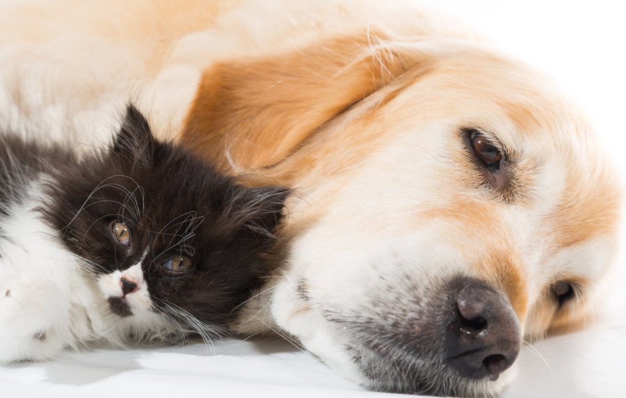 Golden Retriever or Labrador Retriever and cats