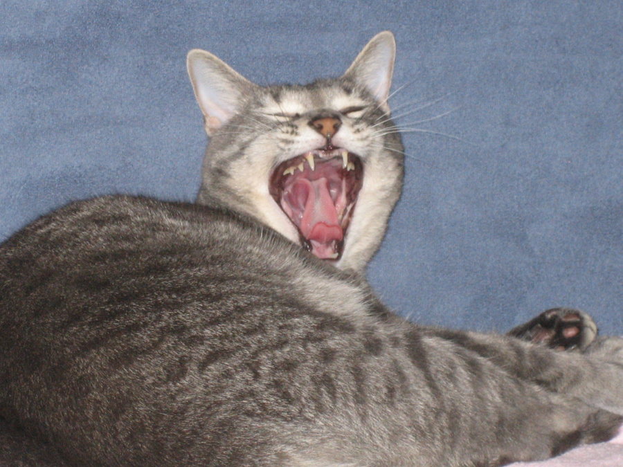 Gracie - wide open mouth yawning - May 2014.jpg