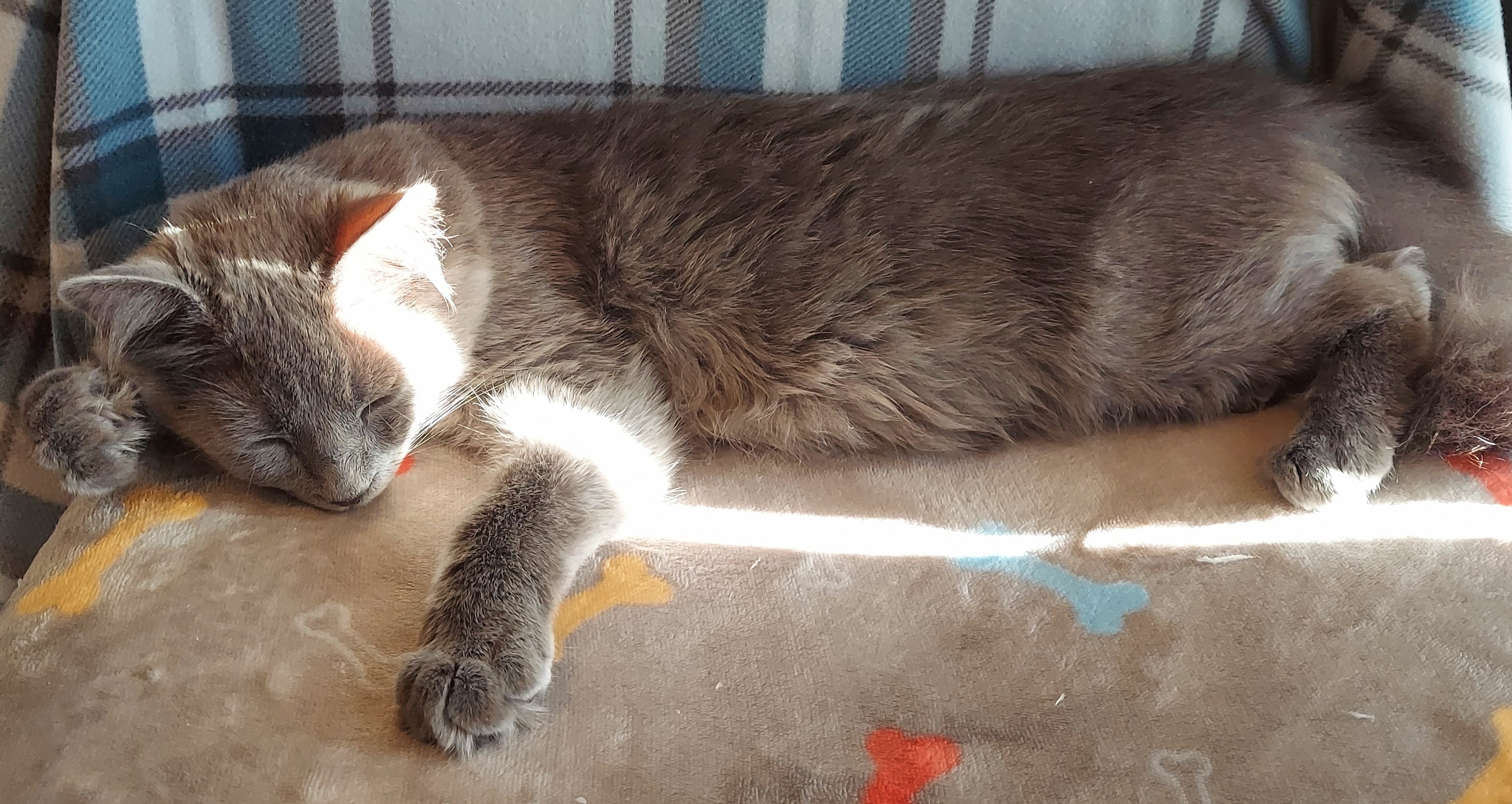 Grayson sleeping in the sunbeam.