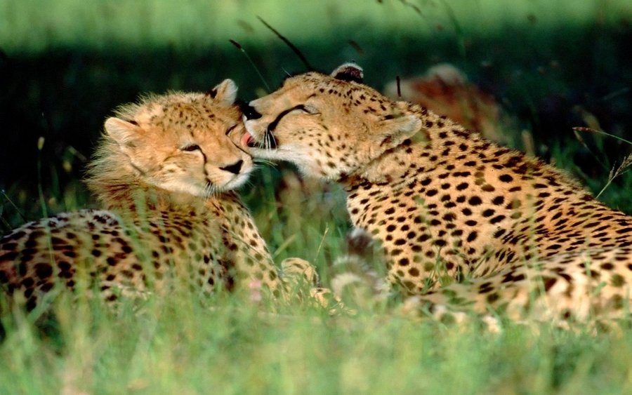 Grooming Cheetahs, Kenya (Copy).jpg