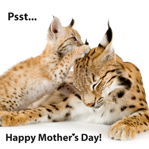 Happy Mothers-Day wild cats.png