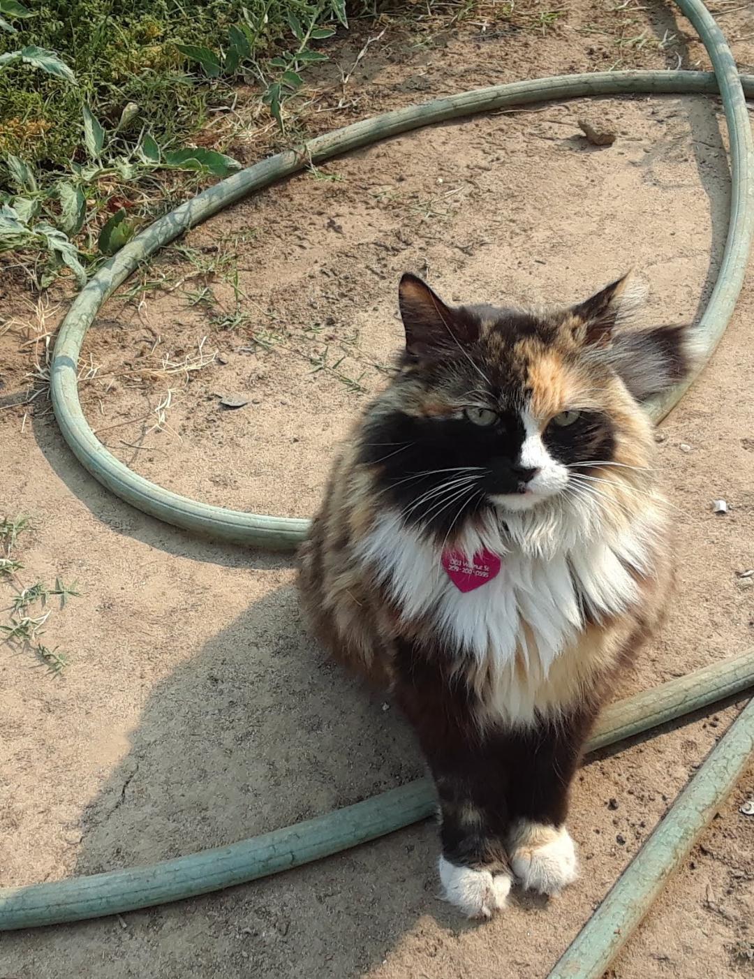 Helping me water the tomatoe plants...