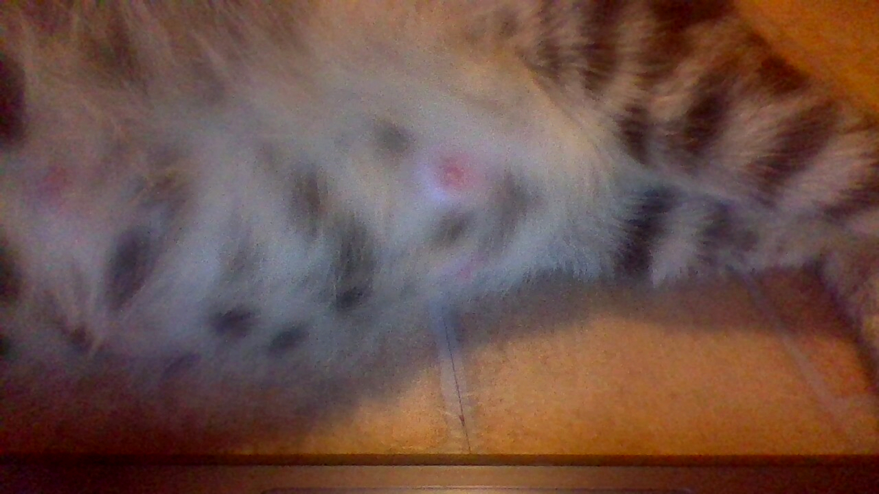 here's the cats nipples...