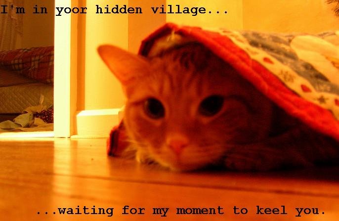 hidden cat.jpg
