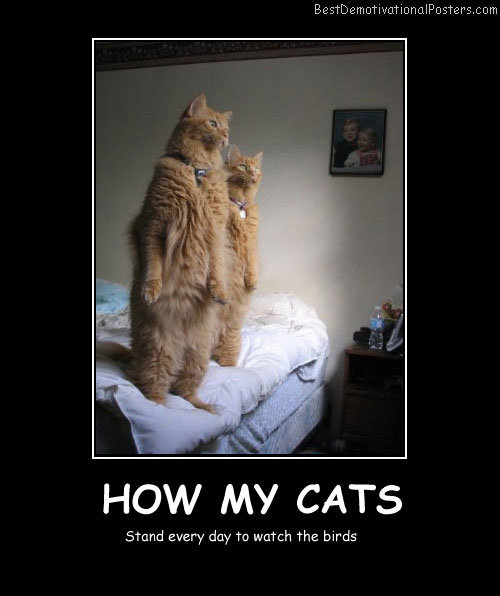 How-My-Cats-Best-Demotivational-Posters.jpg