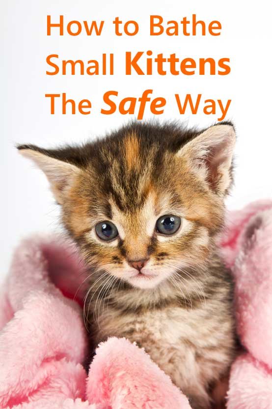How To Bathe Small Kittens The Safe Way - Tips that could save a kitten's life.