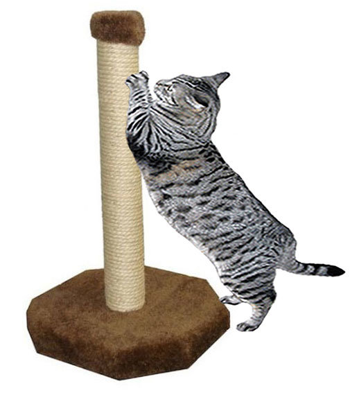 How-to-make-your-cat-scratch-the-scratching-post.j