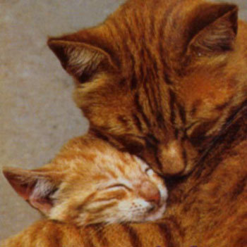 hugs - cats hugging.jpg