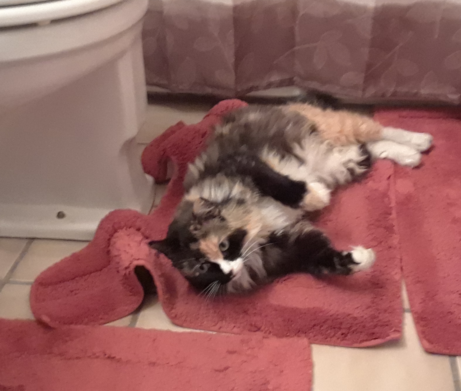 I guess she decided to play with the bathroom rug...