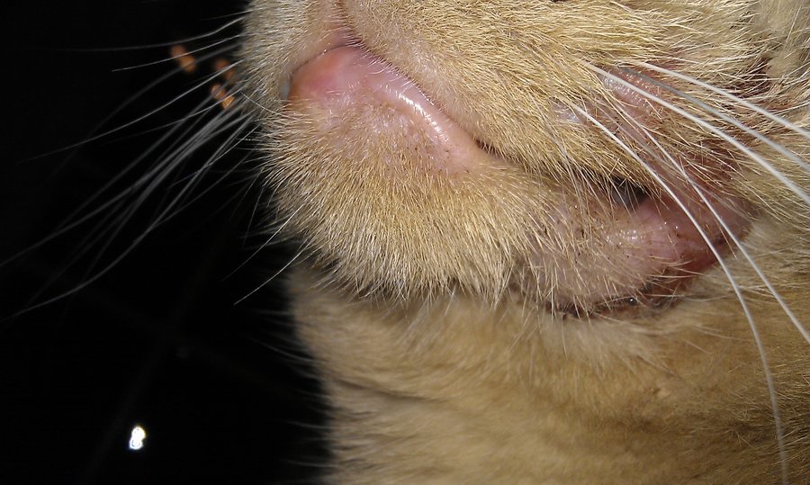 Sores On Cats Mouth toxoplasmosis