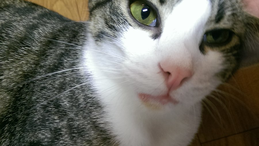Puffy Bottom Lip Cat
