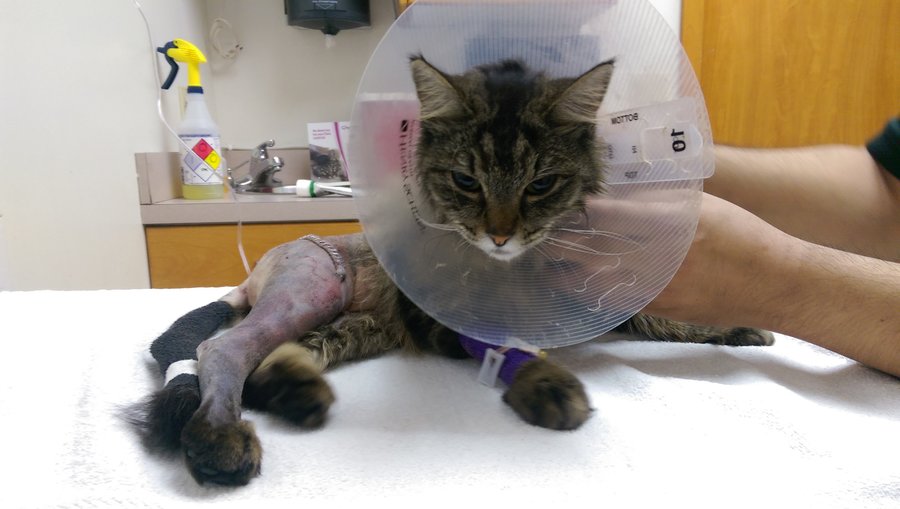 Cat Broken Hip Surgery Cost